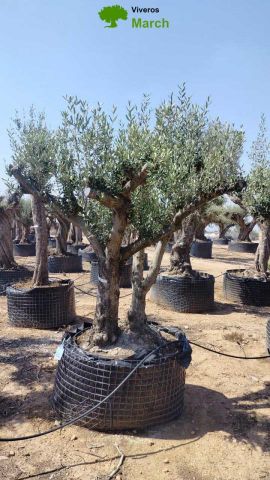 OLEA EUROPAEA CPTM 60/80 HT180/200