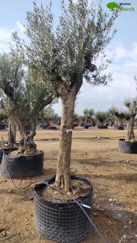 OLEA EUROPAEA CPTM 60/80 HT180/200