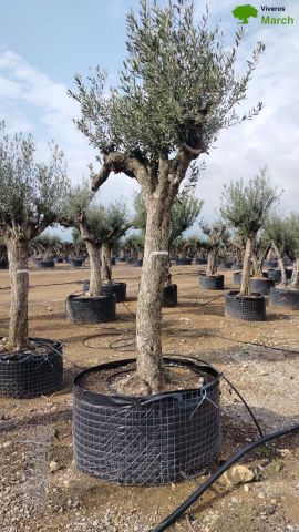 OLEA EUROPAEA CPTM 60/80 HT180/200