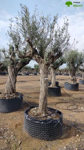 OLEA EUROPAEA CPTM 60/80 HT180/200