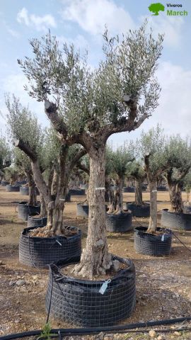 OLEA EUROPAEA CPTM 60/80 HT180/200