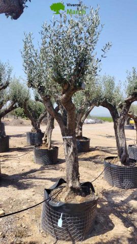 OLEA EUROPAEA CPTM 60/80 HT180/200
