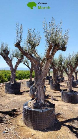 OLEA EUROPAEA CPTM 80/100 HT250/300