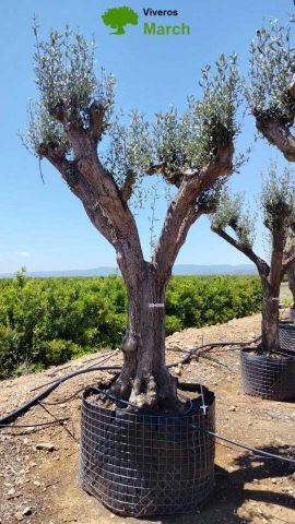 OLEA EUROPAEA CPTM 80/100 HT250/300