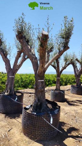 OLEA EUROPAEA CPTM 80/100 HT250/300
