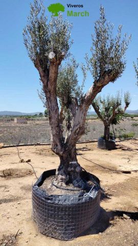 OLEA EUROPAEA CPTM 80/100 HT250/300
