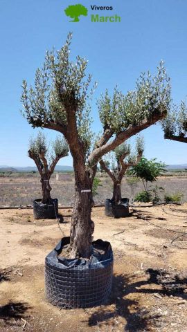 OLEA EUROPAEA CPTM 80/100 HT250/300