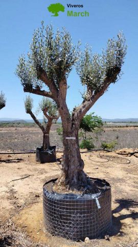 OLEA EUROPAEA CPTM 80/100 HT250/300
