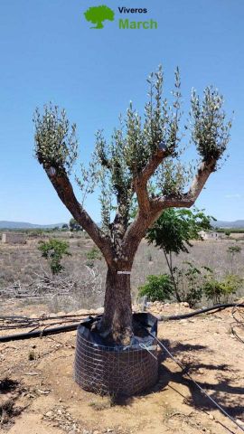 OLEA EUROPAEA CPTM 80/100 HT250/300