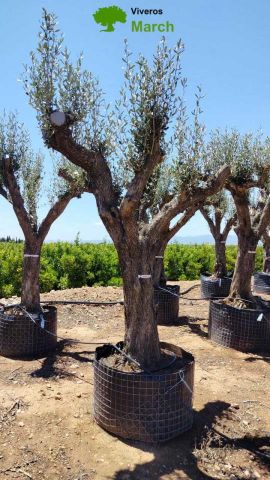 OLEA EUROPAEA CPTM 80/100 HT250/300