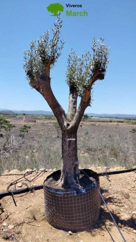 OLEA EUROPAEA CPTM 80/100 HT250/300