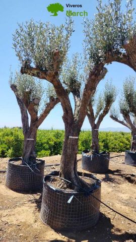 OLEA EUROPAEA CPTM 80/100 HT250/300
