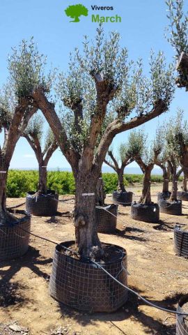 OLEA EUROPAEA CPTM 80/100 HT250/300
