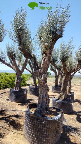 OLEA EUROPAEA CPTM 80/100 HT250/300