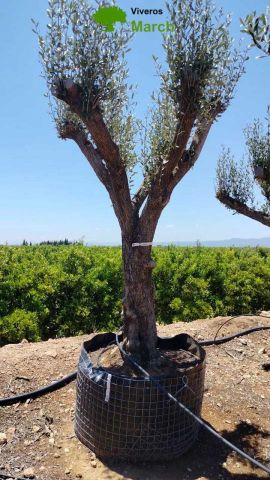 OLEA EUROPAEA CPTM 80/100 HT250/300