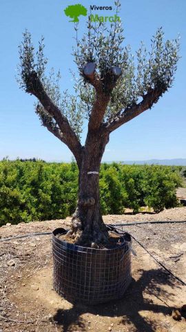 OLEA EUROPAEA CPTM 80/100 HT250/300