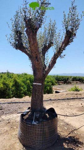 OLEA EUROPAEA CPTM 80/100 HT250/300