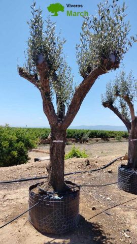 OLEA EUROPAEA CPTM 80/100 HT250/300