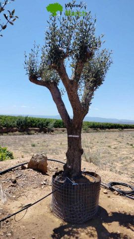 OLEA EUROPAEA CPTM 80/100 HT250/300
