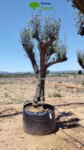 OLEA EUROPAEA CPTM 80/100 HT250/300