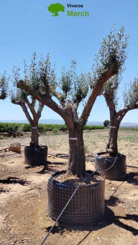 OLEA EUROPAEA CPTM 80/100 HT250/300