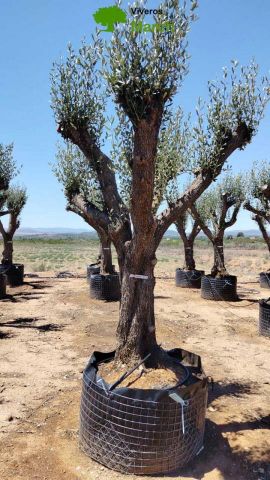 OLEA EUROPAEA CPTM 80/100 HT250/300