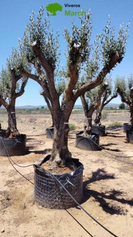 OLEA EUROPAEA CPTM 80/100 HT250/300