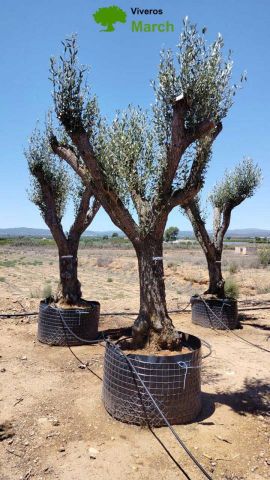 OLEA EUROPAEA CPTM 80/100 HT250/300