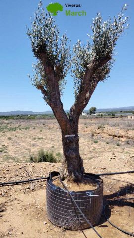 OLEA EUROPAEA CPTM 80/100 HT250/300