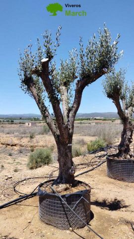 OLEA EUROPAEA CPTM 80/100 HT250/300