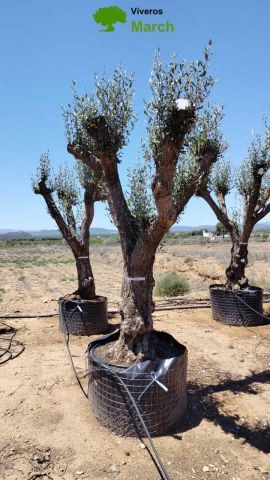 OLEA EUROPAEA CPTM 80/100 HT250/300
