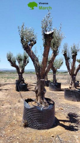 OLEA EUROPAEA CPTM 80/100 HT250/300