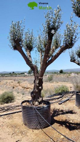 OLEA EUROPAEA CPTM 80/100 HT250/300