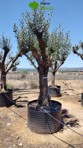 OLEA EUROPAEA CPTM 80/100 HT250/300