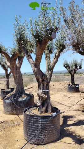 OLEA EUROPAEA CPTM 80/100 HT250/300