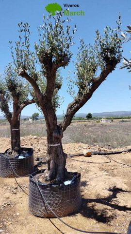 OLEA EUROPAEA CPTM 80/100 HT250/300