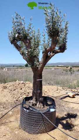 OLEA EUROPAEA CPTM 80/100 HT250/300