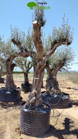 OLEA EUROPAEA CPTM 80/100 HT250/300