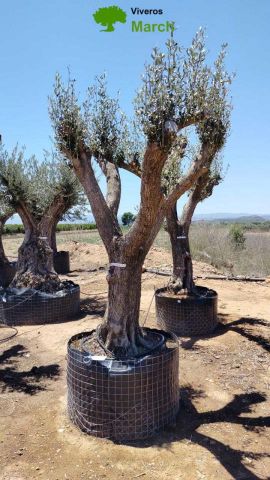 OLEA EUROPAEA CPTM 80/100 HT250/300