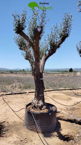 OLEA EUROPAEA CPTM 80/100 HT250/300