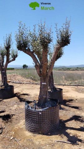 OLEA EUROPAEA CPTM 80/100 HT250/300