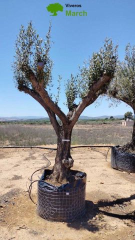 OLEA EUROPAEA CPTM 80/100 HT250/300