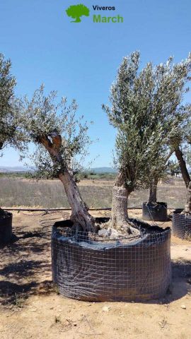 OLEA EUROPAEA CPTM 80/100 HT250/300