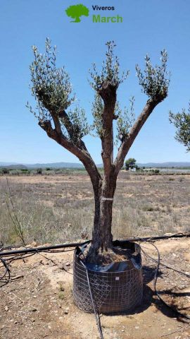 OLEA EUROPAEA CPTM 80/100 HT250/300