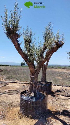 OLEA EUROPAEA CPTM 80/100 HT250/300