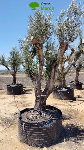 OLEA EUROPAEA CPTM 80/100 HT250/300