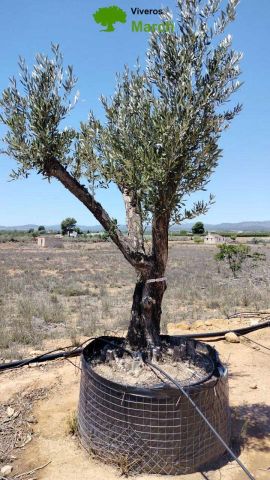 OLEA EUROPAEA CPTM 80/100 HT250/300