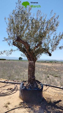 OLEA EUROPAEA CPTM 80/100 HT250/300