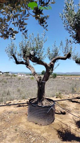 OLEA EUROPAEA CPTM 80/100 HT250/300