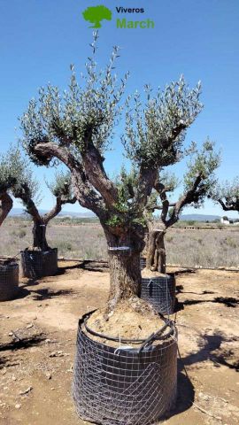 OLEA EUROPAEA CPTM 80/100 HT250/300
